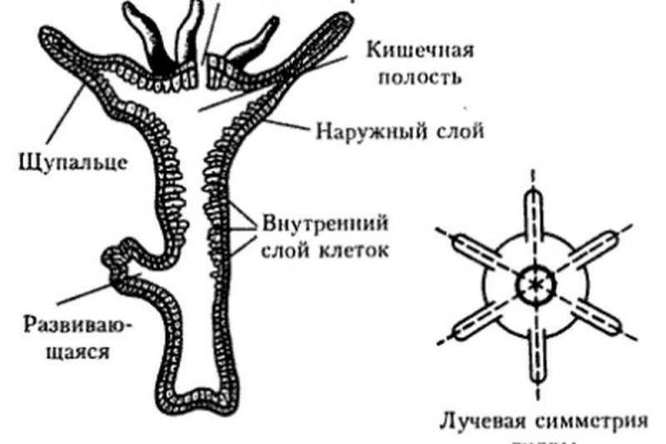 Кракен актуальная